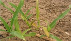 Corn planting techniques: what is maize seedling blight?