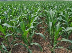 Corn planting techniques: what factors will affect the yield of summer corn per mu?