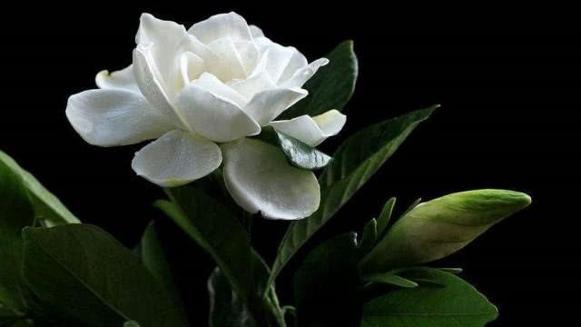 Gardenia flowers bloom at home and there are many fragrant flowers.