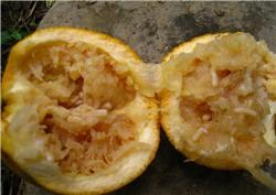 How to control citrus fruit fly?