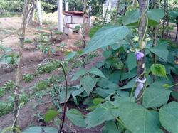 Kidney bean planting: when to apply boron fertilizer to kidney bean?