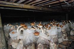 Tea mushroom cultivation: how to grow tea mushroom?