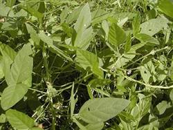 Soybean cultivation: why do soybeans have more empty pods?