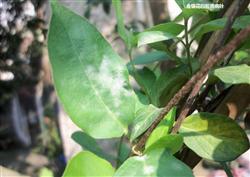 Honeysuckle planting technique: what is honeysuckle powdery mildew?