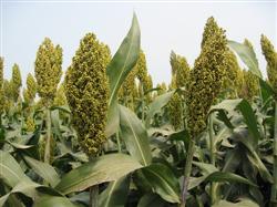 Sorghum planting: how to control sorghum smut?