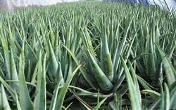 Aloe breeding: how to control diseases and insect pests of edible aloe?