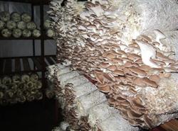 Pleistocene mushroom cultivation techniques: high temperature how to plant anti-season Pleistocene mushroom?