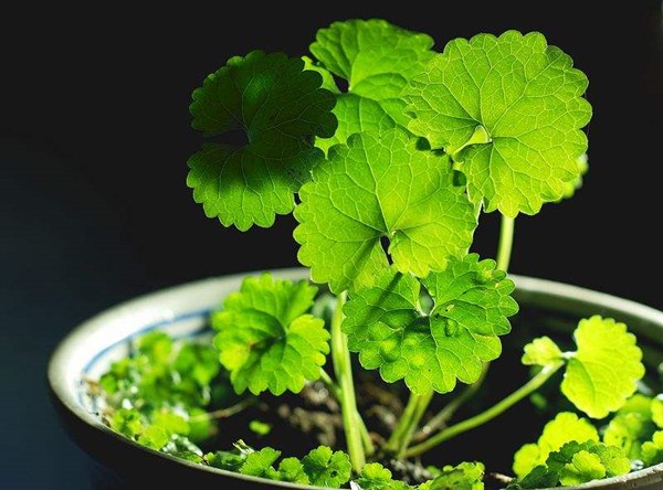 Centella asiatica with beauty and material can be called the panacea of beauty and skin care.