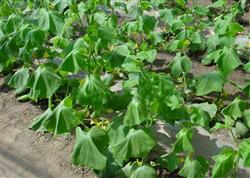 What causes cotton to prevent acute wilting after rain?