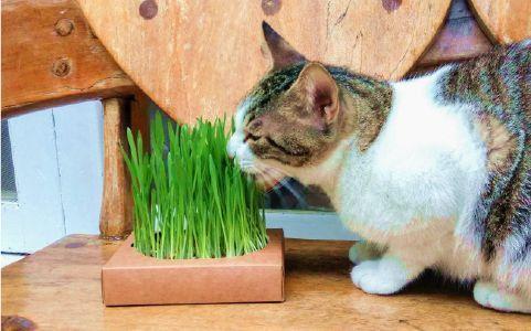 This potted plant is called catweed. It's easy to grow and grow. It fills up in 30 days.