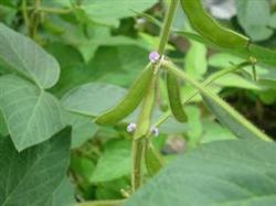 How to manage the flowering and podding period of summer soybean?