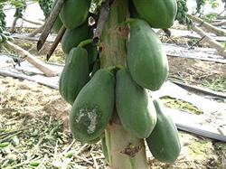 Papaya planting techniques: what is papaya brown rot?