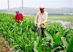 How to top up corn in summer?