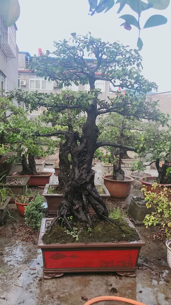 The old pile bonsai raised by Niu people is the old pile for more than 20 years and hundreds of years.