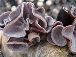 How to plant Auricularia auricula in summer?