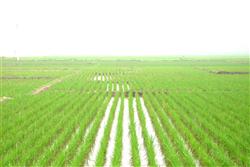 How should rice cultivation be managed?