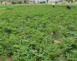 How to control diseases and insect pests of Angelica sinensis?