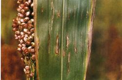 What are the symptoms of sorghum bacterial red streak?