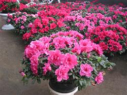 How to prevent and cure root rot of rhododendron?