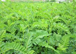 How to apply fertilizer and prevent pests when planting Astragalus membranaceus?