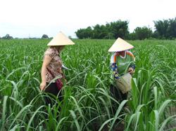 What should agricultural ammonium bicarbonate pay attention to when it is used?