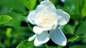 The Flower language of Gardenia