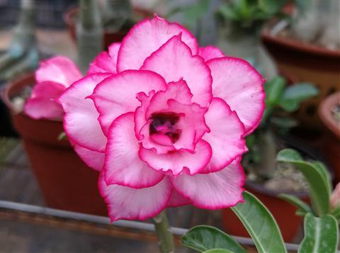 Disease Control of Desert Rose the flowers bloom gracefully and movingly