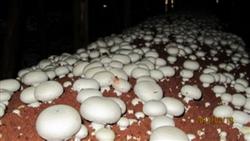 How to grow Pleurotus ostreatus twice a year?