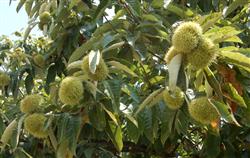 Chestnut planting: why do chestnut trees need fertilizer before and after picking?