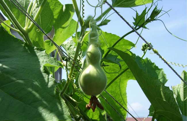 High-yield planting techniques of bottle gourd