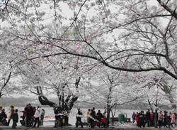 How to cultivate and manage cherry blossoms?