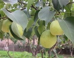 Pear planting: is there any way to increase the yield of pears?