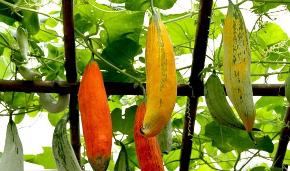 How to cultivate mouse melon? Planting and maintenance skills of mouse melon in greenhouse