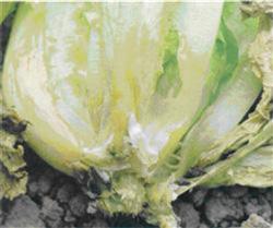 Lettuce planting: what is Sclerotinia sclerotiorum?