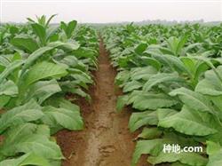 How to use pesticides to grow tobacco?