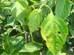 What harm does pepper anthracnose have?