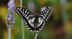 What is citrus butterfly?