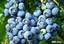 Where are blueberries grown?