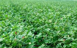 Cotton planting technology: how to prevent cotton madness in July and August?