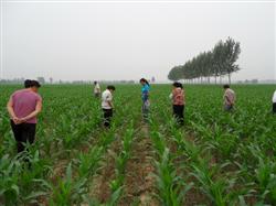 How to manage the seedling stage of corn planted at high temperature in summer?