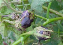 How does aubergine prevent stone eggplant in summer and autumn?