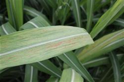 How to control black-skinned sugarcane mosaic virus?