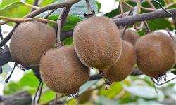 How to bag kiwifruit?