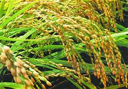 How to avoid high temperature affecting the fruiting of rice?