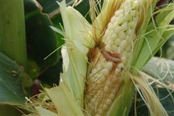 How to control corn drill beetle?