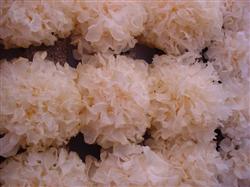 What is the classification of Tremella?