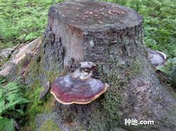 There are common wild Ganoderma lucidum.