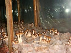 How to grow tea mushroom?