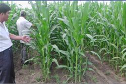 Corn planting technology: how to manage summer corn in the middle and later stage?