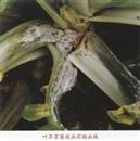 Mustard planting: what harm does Sclerotinia sclerotiorum do to heart mustard?